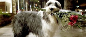 Trailer Bulletin: The Shaggy Dog