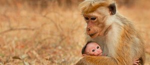 Parental Guidance: <em>Monkey Kingdom</em>, <em>Paul Blart: Mall Cop 2</em>, and <em>Big Eyes</em>