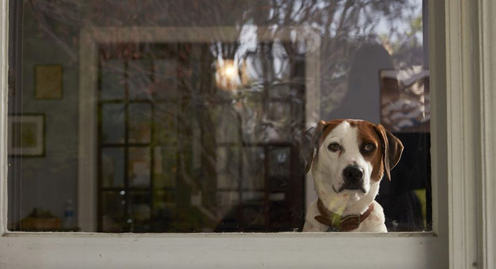 “Downward Dog” stars Ned as Martin. (ABC/Craig Sjodin)