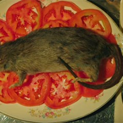 Netflix Breaks a Record, <em>Feud</em> Teaser Released, <em>Star Trek: Discovery</em> Casts Spock’s Dad, <em>Game of Thrones</em> Season 8 Speculation, and More TV News