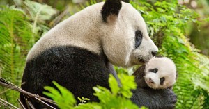 How Family-Friendly Is <em>Born in China</em>?