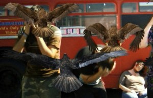 BIRDEMIC: SHOCK AND TERROR, 2008. ©Severin Films/Courtesy Everett Collection