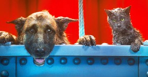 Cats vs Dogs: Who Have The Best Movies?
