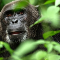 16 Incredible Nature Documentary Series and Movies to Stream Right Now