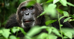 16 Incredible Nature Documentary Series and Movies to Stream Right Now