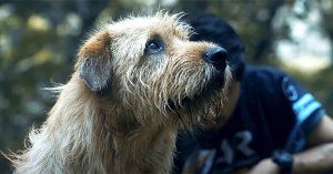 100 Best Dog Movies, Ranked by Tomatometer