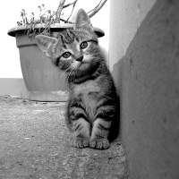 A quizzical kitten looking at you.