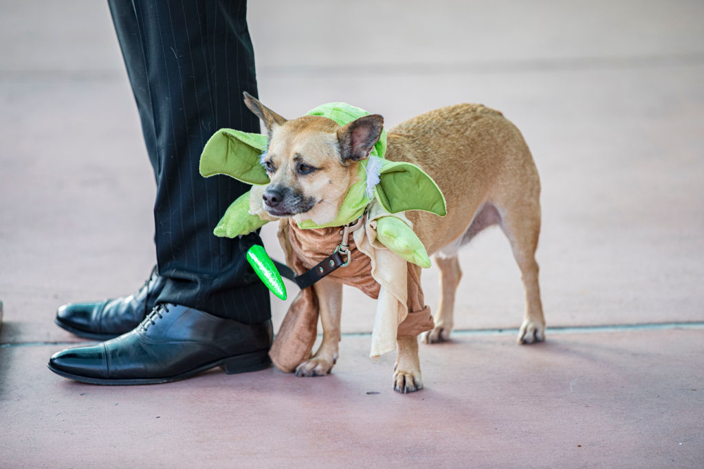 San Diego Mayor Todd Gloria's rescue dog Diego, dressed as Yoda, attends 2022 Comic-Con International