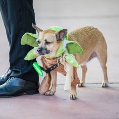 San Diego Mayor Todd Gloria's rescue dog Diego, dressed as Yoda, attends 2022 Comic-Con International