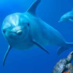 100 Best Nature Documentaries of All Time