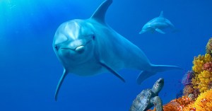 100 Best Nature Documentaries of All Time