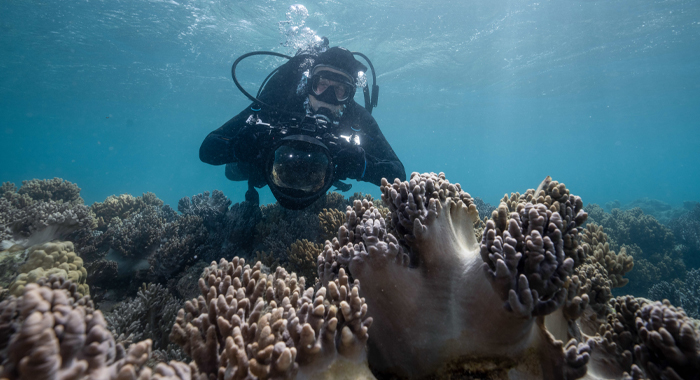 Dr. Roger Hanlon SCUBA dives over a coral reef, carrying an underwater camera to record his surroundings in Secrets of the Octopus (2024)