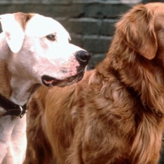 RT Recommends: Our Favorite on-Screen Dogs